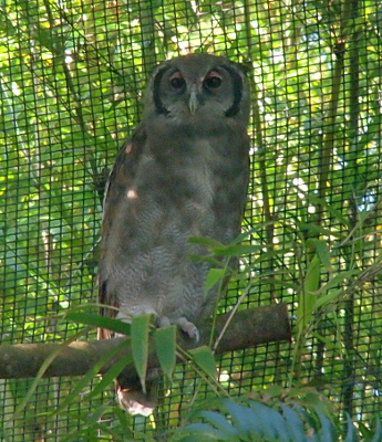 [The owl is perched on a thick branch with screen behind it. This owl has light and dark grey feathers. There is a dark brown ring around its face, but the ring is not visible at the top and bottom of its head. The owl is looking down at the camera with its eyelids partially visible.]